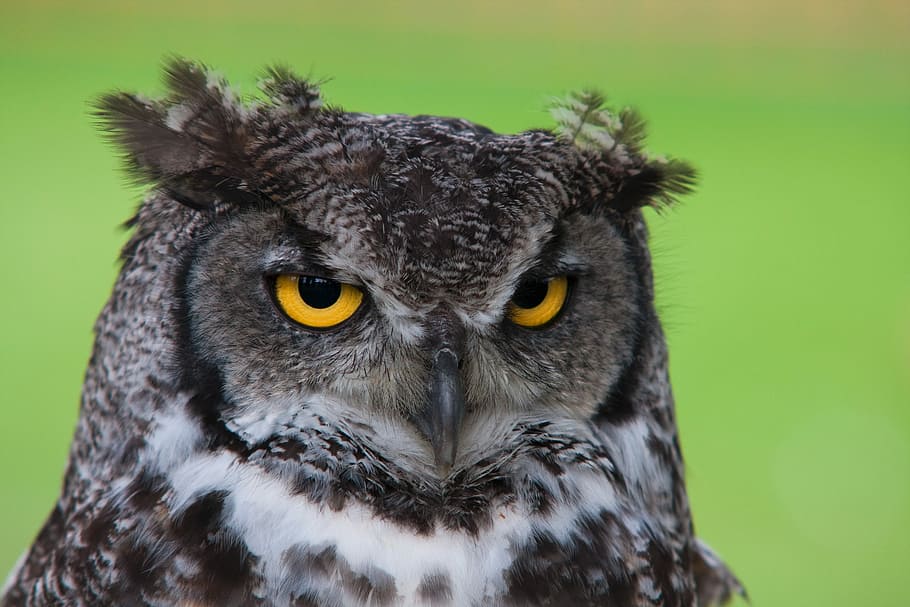 black and white owl plush toy, shallow focus photography of black and white owl HD wallpaper