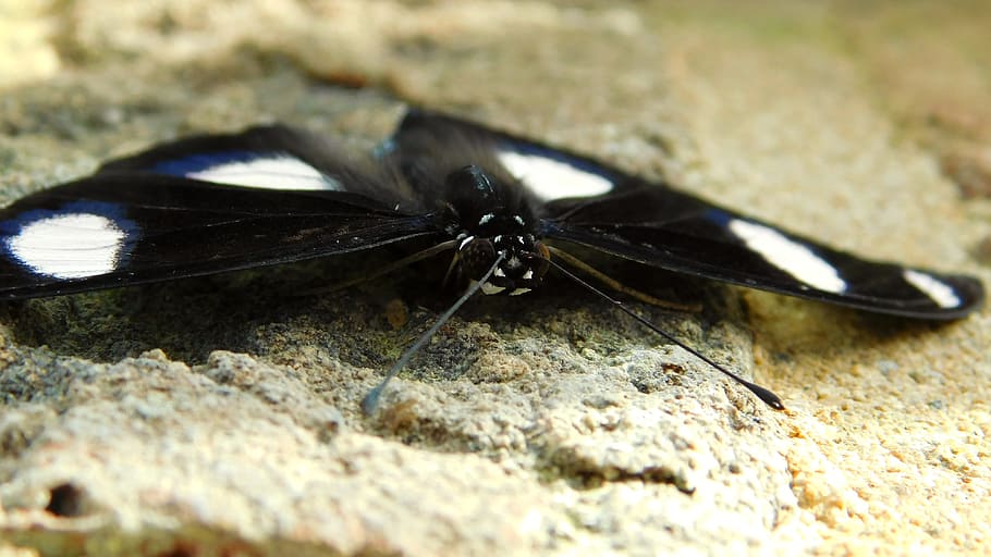 butterfly, wings, bug, mirrored, black, white, eyes, dot, invertebrate HD wallpaper