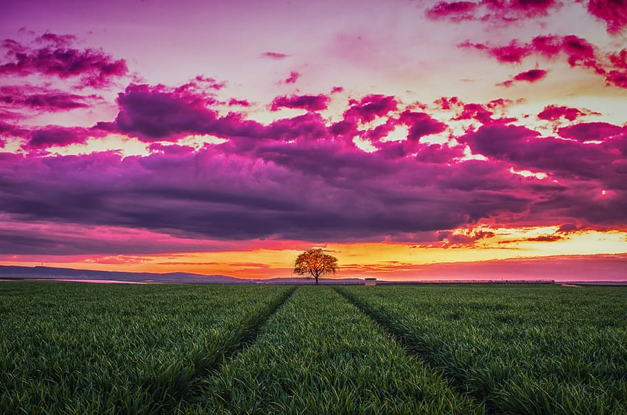sky, clouds, nature, green, grass, agriculture, tree, field HD wallpaper
