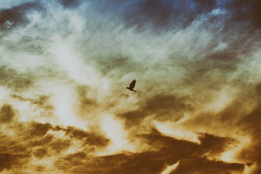 Bird Flying on Cloudy Sky, clouds, dawn, dusk, nature, outdoors HD wallpaper