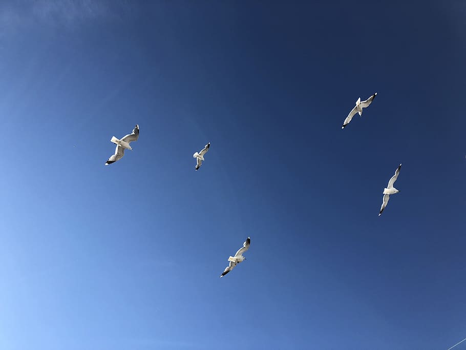 gulls, sky, blue, animal wildlife, animals in the wild, flying HD wallpaper