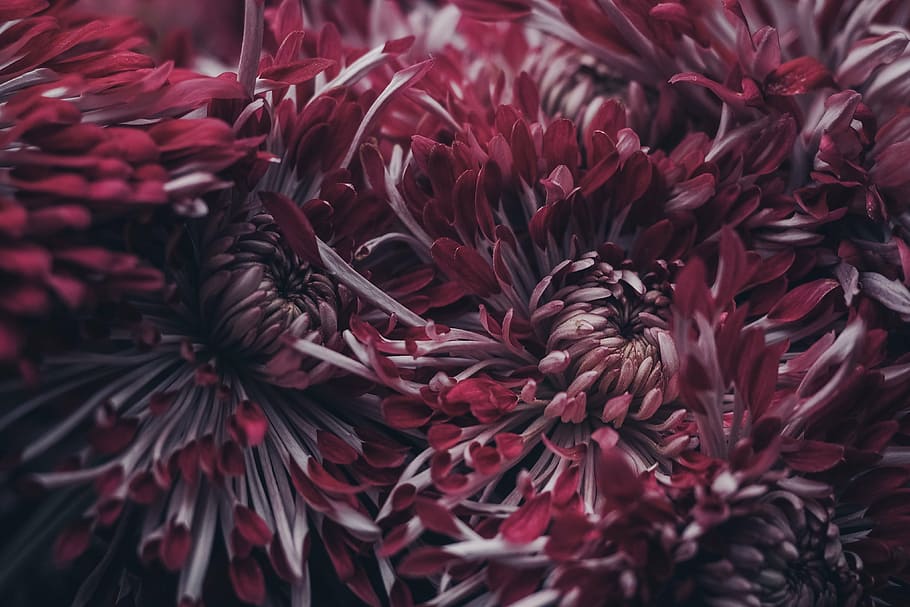 shallow focus photography of red flowers, beautiful, bloom HD wallpaper