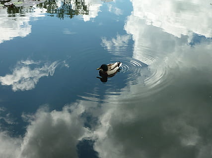 white and black mallard duck floating on water, heaven, reflection HD wallpaper