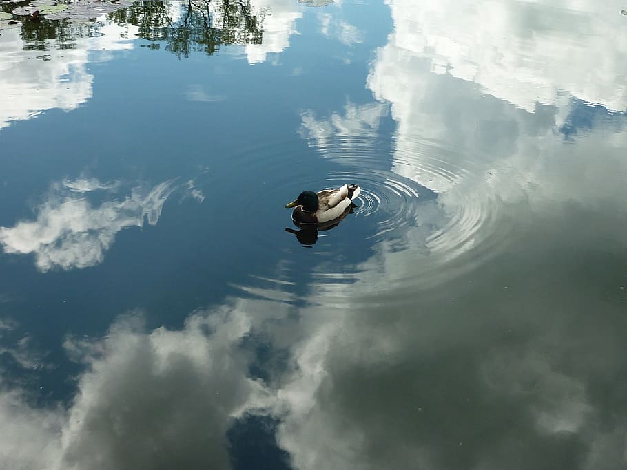 white and black mallard duck floating on water, heaven, reflection HD wallpaper