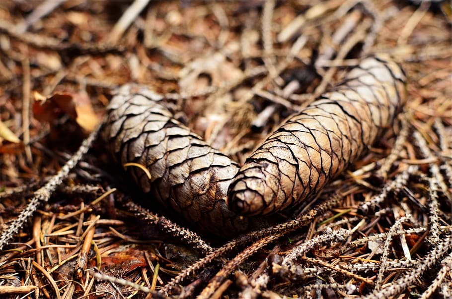 pine cones, ground, brown, forest, forest floor, nature, season HD wallpaper