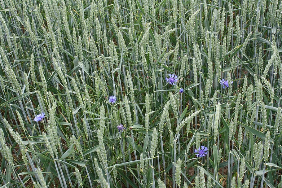 Wheat, Field, Mature, summer, cornflowers, biological, cornfield HD wallpaper