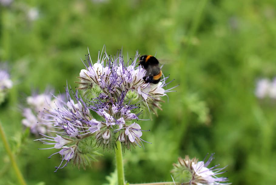 Blossom, Bloom, Hummel, Sprinkle, Pollen, helllila, light purple HD wallpaper