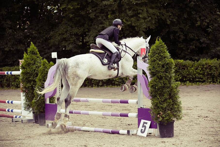 equestrian, show jumping, horse, tournament, obstacle, reiter