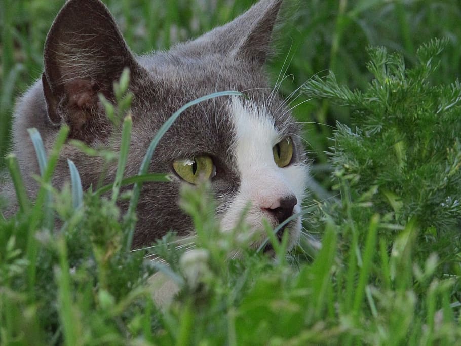 grass, cat, pet, animals, fluffy cat, cute, cats, kitten, cat's eye HD wallpaper