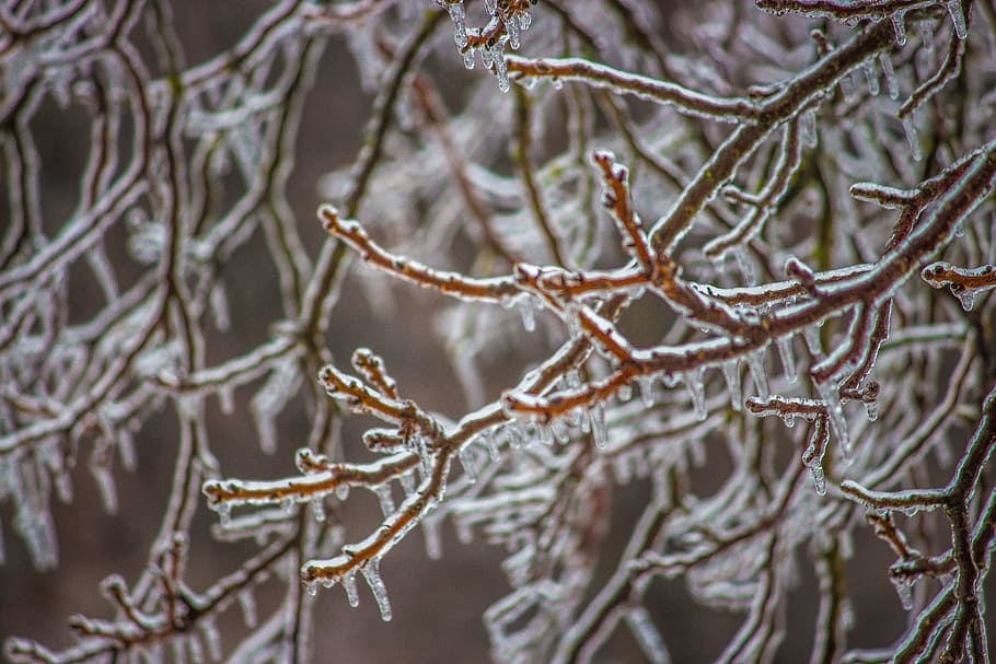 ice, winter, tree, frozen, january, december, snow, cold, frost HD wallpaper
