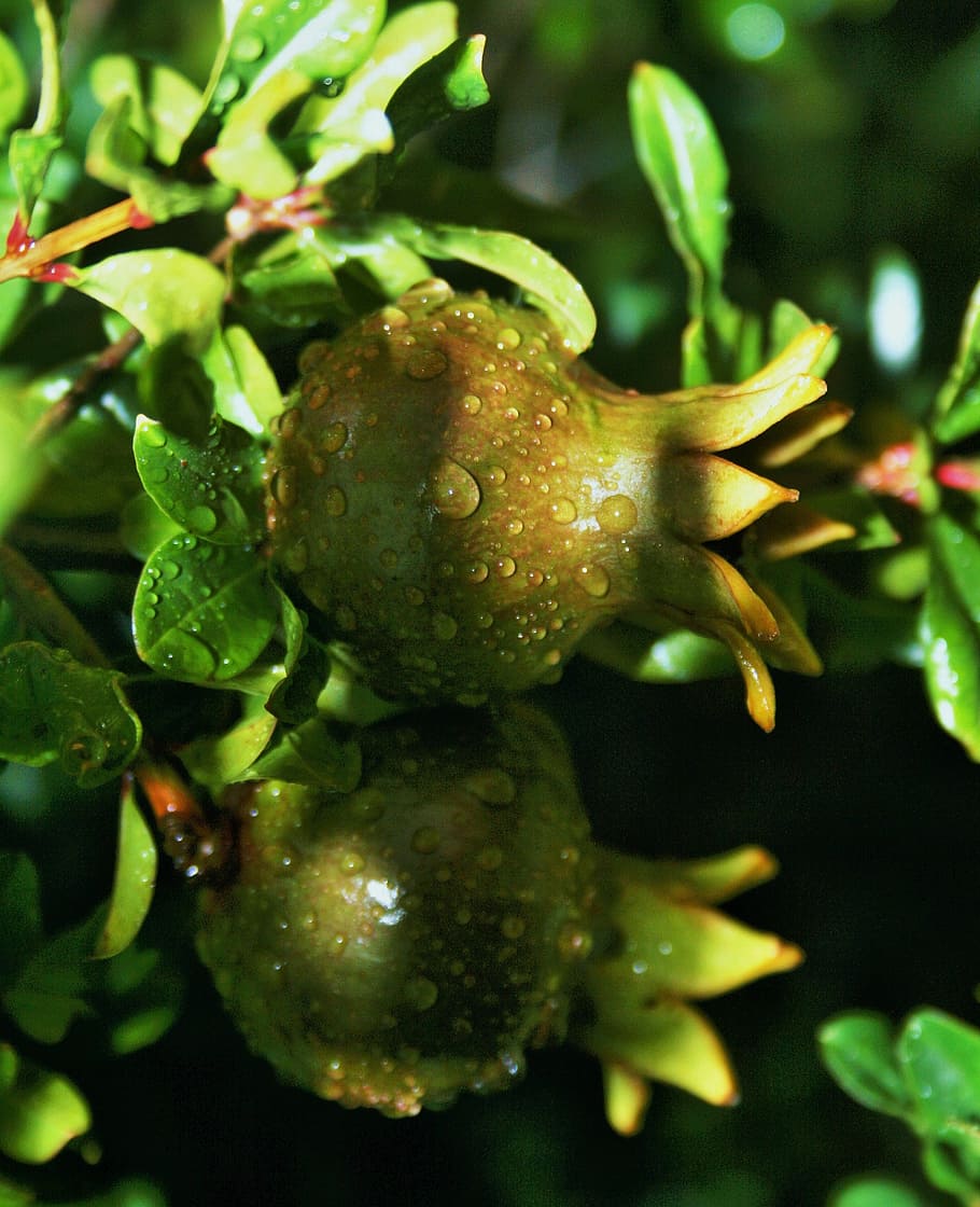 pomegranate, fruit, green, ripening, water, droplets, rain HD wallpaper