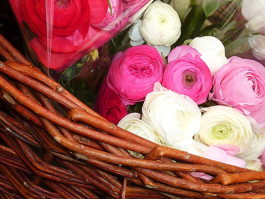 ranunculus, spring, flowers, nature, plant, orange, pink flower HD wallpaper