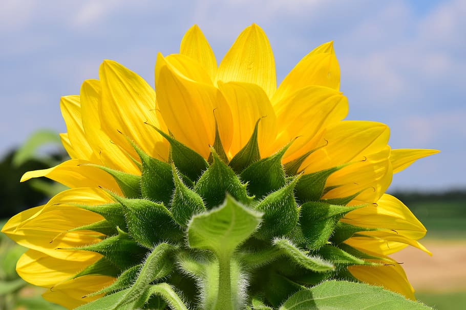 sun flower, close, yellow, blossom, bloom, partially receptive, HD wallpaper