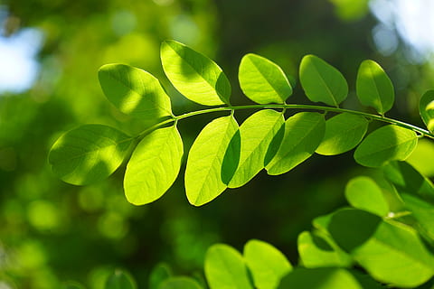 selective focus photography of green leaves, common maple, leaf HD wallpaper