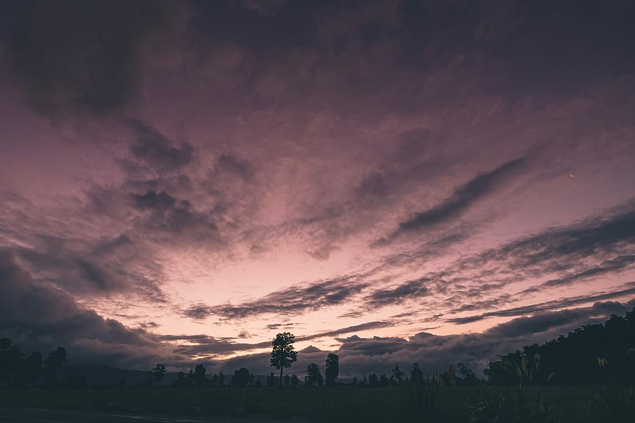 fisheye photography of grass field during sunset, landscape photo of open field and trees at golden hour HD wallpaper