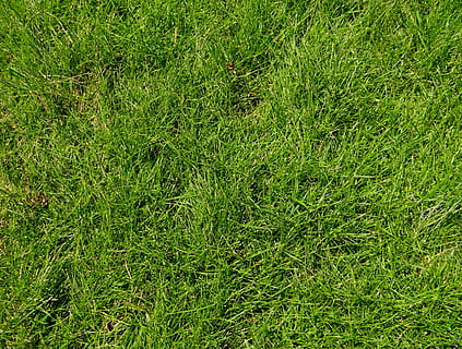 green grass field, Grasses, Greenery, Meadows, Grasslands, grassy HD wallpaper