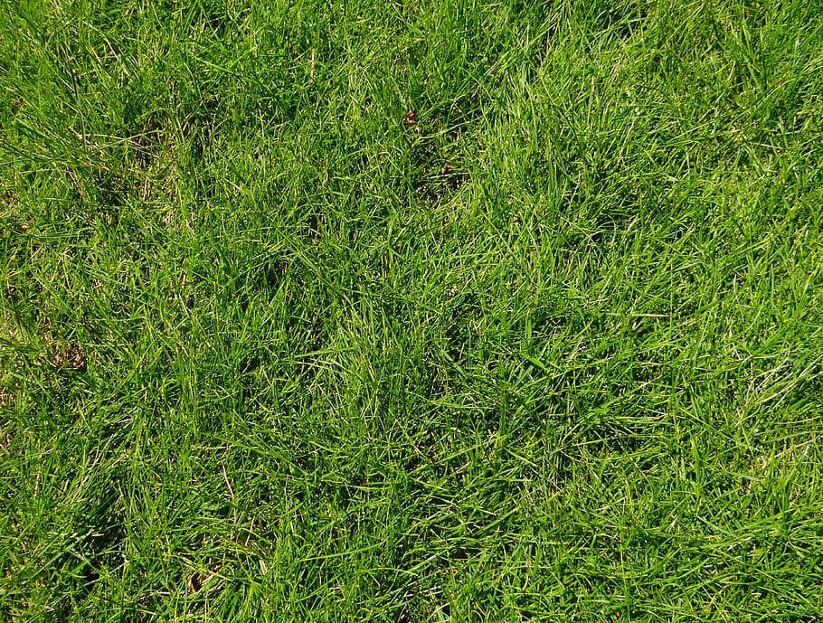 green grass field, Grasses, Greenery, Meadows, Grasslands, grassy HD wallpaper