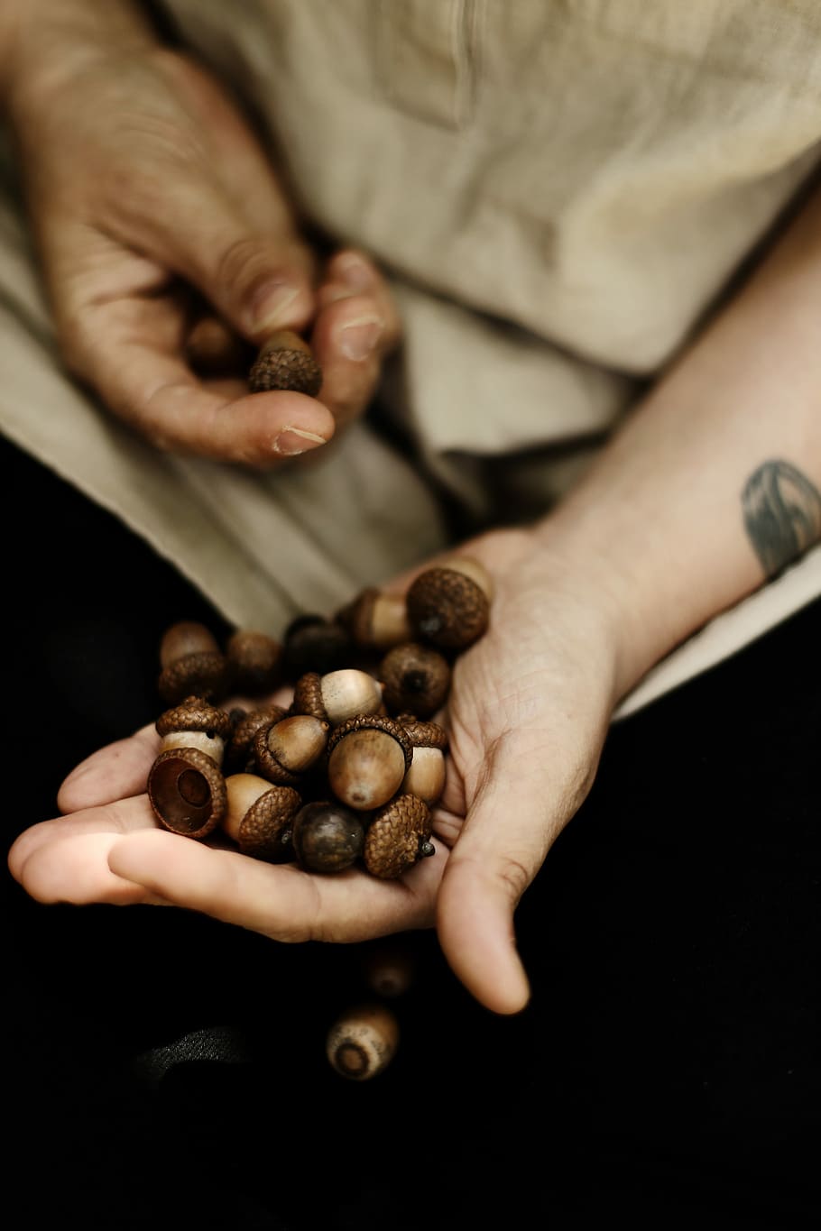 person holding wallnuts, bunch of Acorns on person's palm, seed HD wallpaper