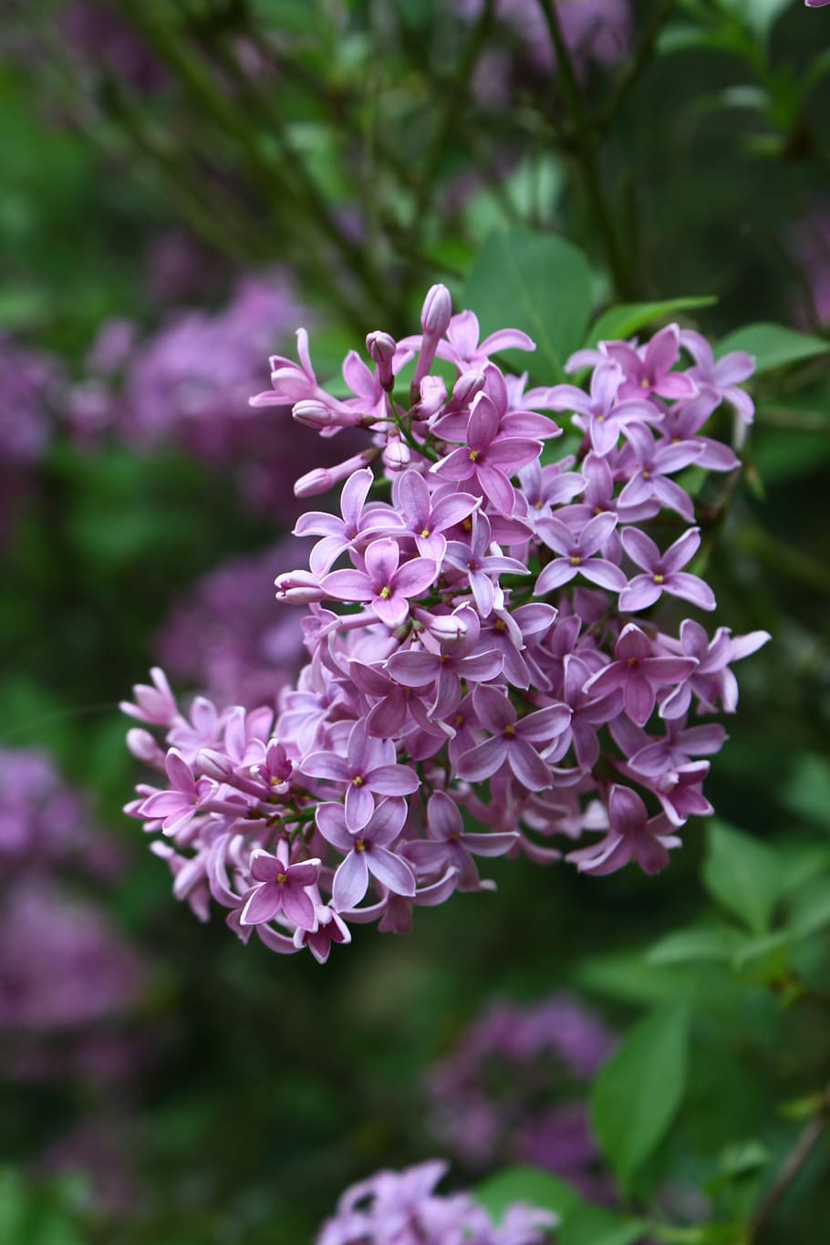 lilac, flower, nature, leaf, garden, shrub, flowering plant HD wallpaper