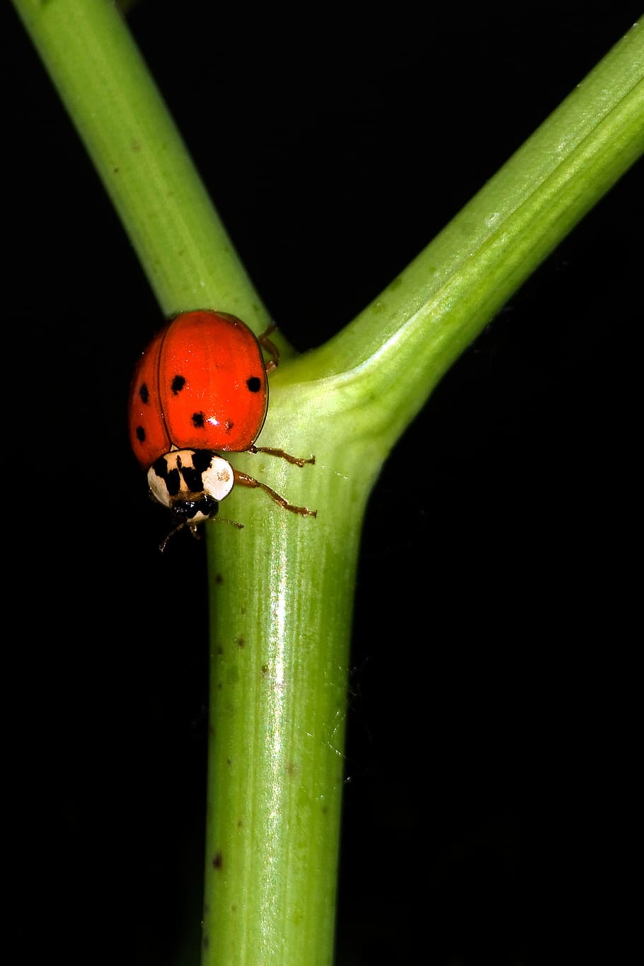 ladybug, macro, coccinellidae, insect, animal wildlife, animal themes HD wallpaper