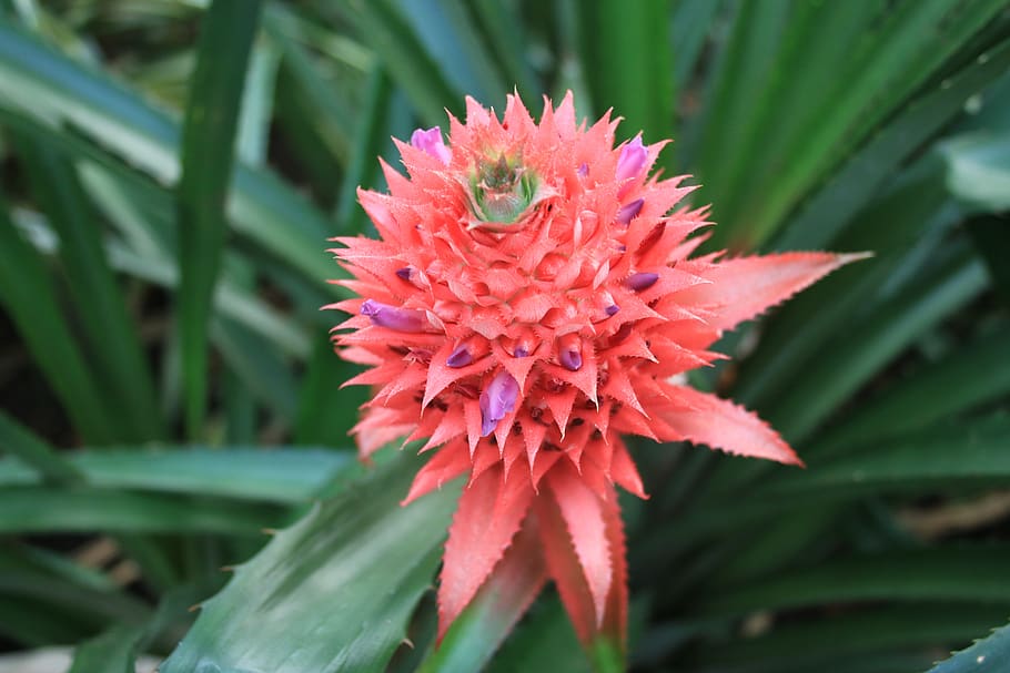 pineapple comosu, blossom, bloom, red, violet, flowering plant HD wallpaper