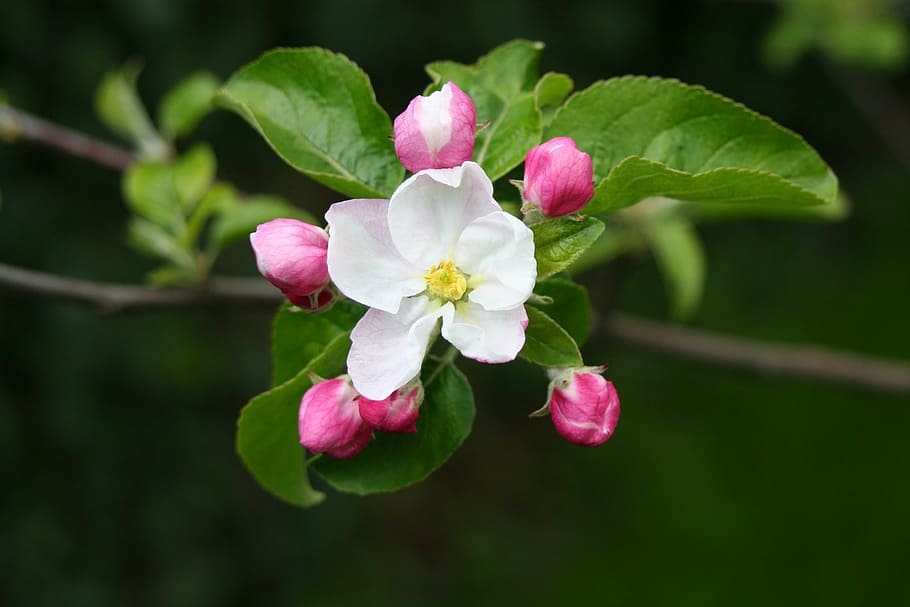 apfelblüte, tree, bloom, garden, nature, spring, close, flowering plant HD wallpaper