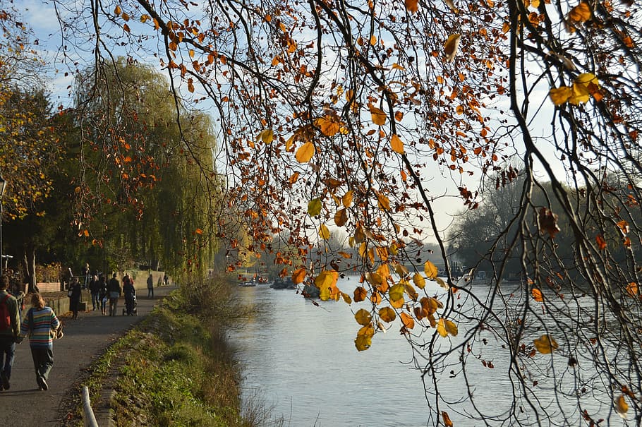 tree, river, autumn, nature, landscape, water, forest, green HD wallpaper