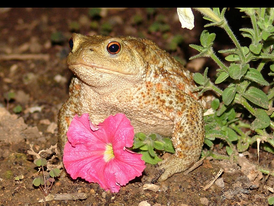 frog, toad, creature, amphibian, animal, frog pond, animal themes HD wallpaper