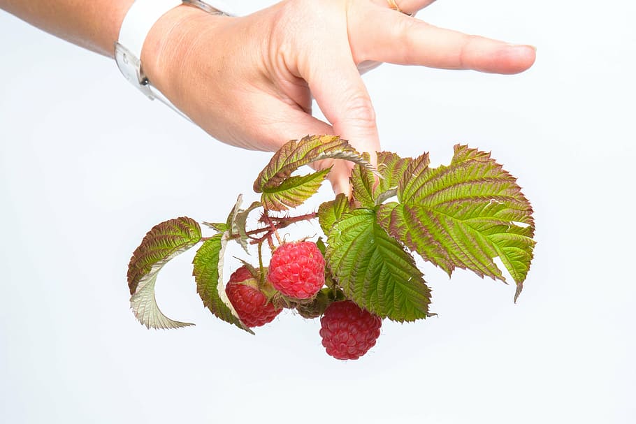 fruit, raspberry, red, human hand, human body part, plant part HD wallpaper