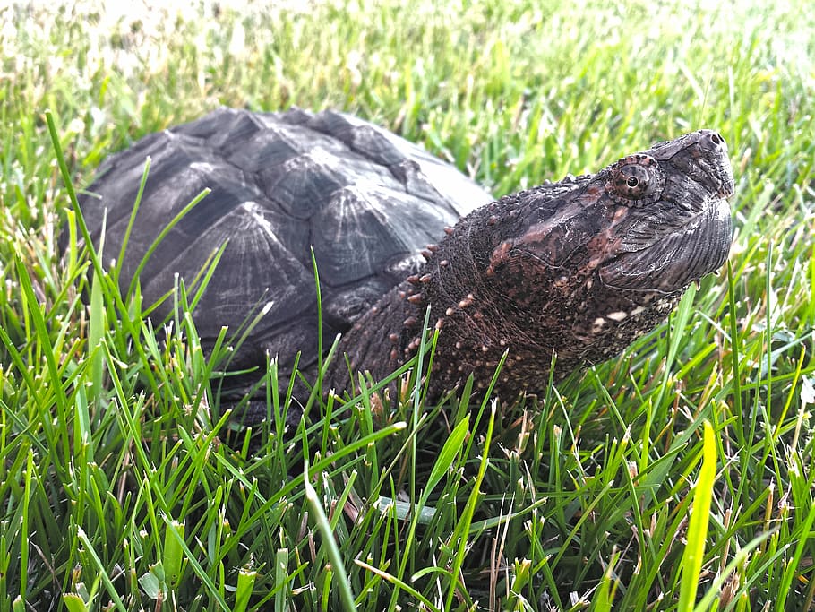 Snapping, Turtle, Snapper, Chelydra, serpentina, reptile, aquatic HD wallpaper