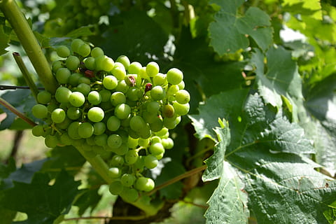wine, vine, grapes, vines, grapevine, winegrowing, green, rebstock HD wallpaper