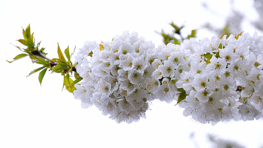white flowers with green leaves, cherry, spring, flowering tree HD wallpaper