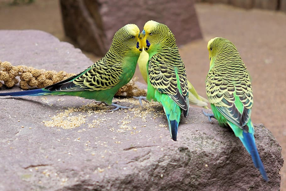 photo of three yellow-and-green budgerigars, green parakeet, gray