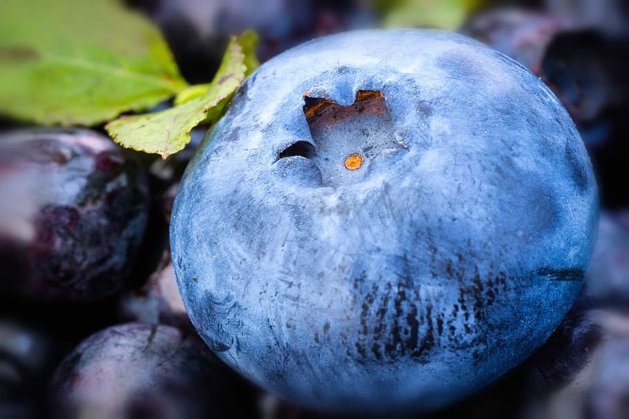 close-up photo of blueberries, blueberry, nature, leaf, plant