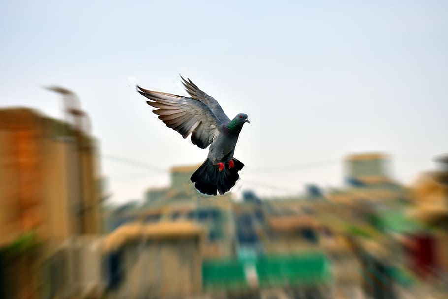 pigeon, flight, flying, bird, animal themes, animal wildlife HD wallpaper