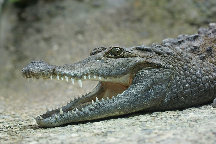 alligator laying on beige ground, crocodile, tooth, lizard HD wallpaper