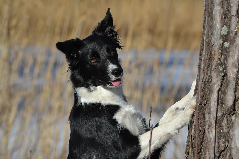 adult black and white border collie, dog, winter, pets, animal HD wallpaper