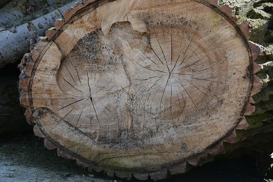 Nature, Tree, Chestnut, Tribe, Structure, lumber Industry, log HD wallpaper