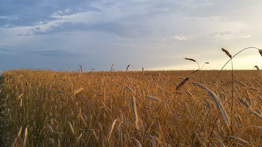 field, corn, nature, summer, the cultivation of, agriculture HD wallpaper