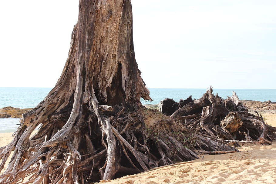 Online crop | HD wallpaper: beach, tree, sand, root, sea, water, nature