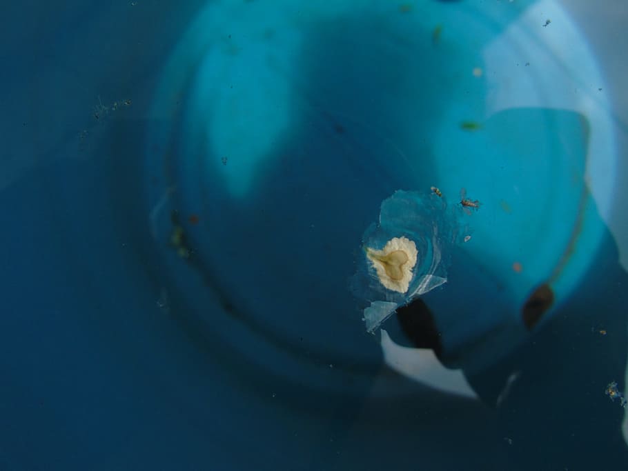 photography, seed, light, water, underwater, sea, swimming HD wallpaper