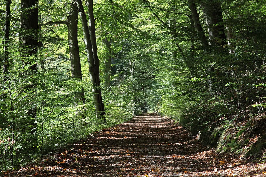 pathway in the middle of the forest, forest path, autumn, oak HD wallpaper