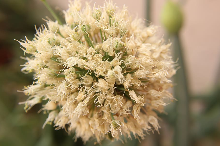 macro, bloom, plant, garden, flower, close-up, focus on foreground HD wallpaper