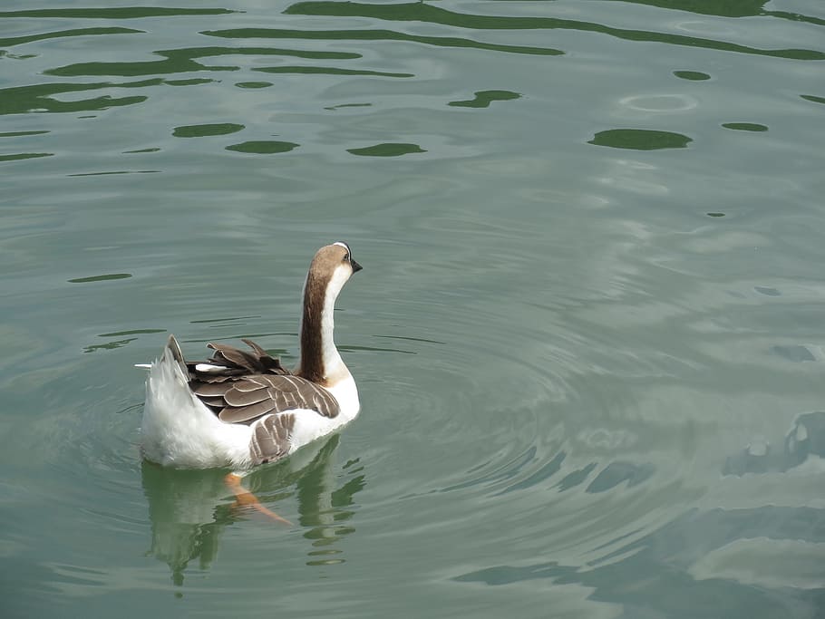 waters, bird, lake, nature, pond, animals in the wild, animal wildlife HD wallpaper