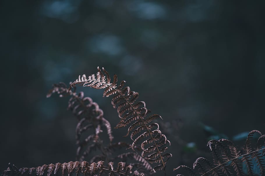 withering fern leaf closeup photo, nature, winter, brown, cold HD wallpaper
