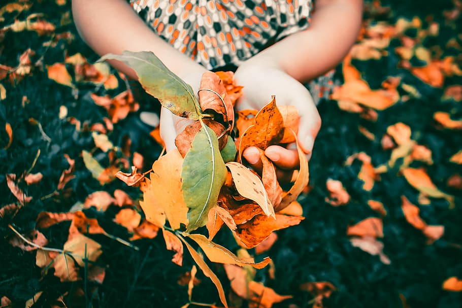 Collecting Moments, person holding brown and green leaves, leaf HD wallpaper