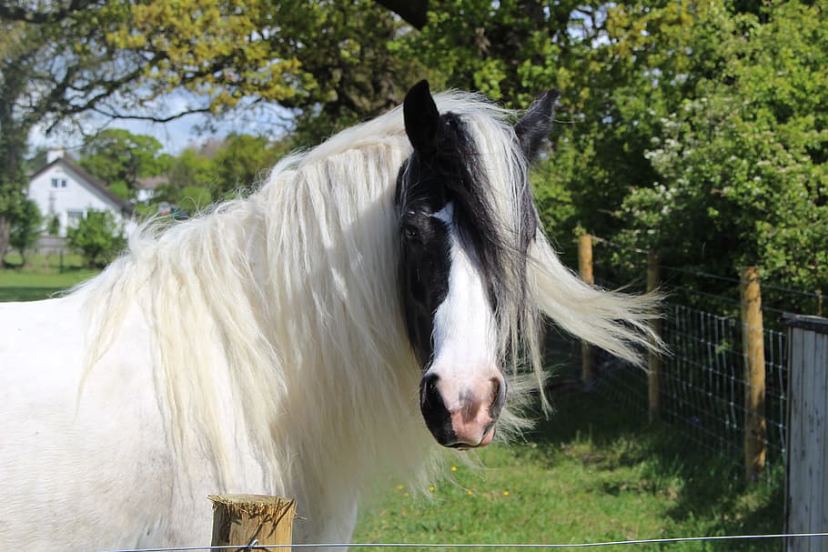 close up photography of white and black horse, shire, otley, show, HD wallpaper