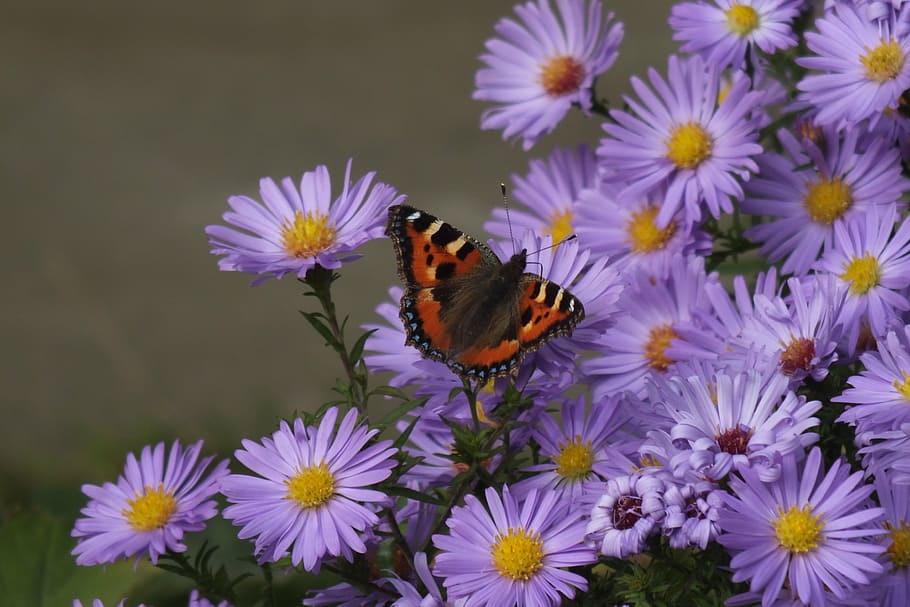autumn, butterfly, asters, flower, flowering plant, animal themes HD wallpaper