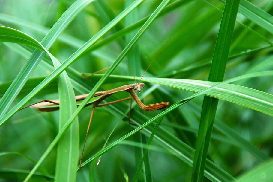 mantis, insect, predator, green, bug, animal, nature, macro HD wallpaper