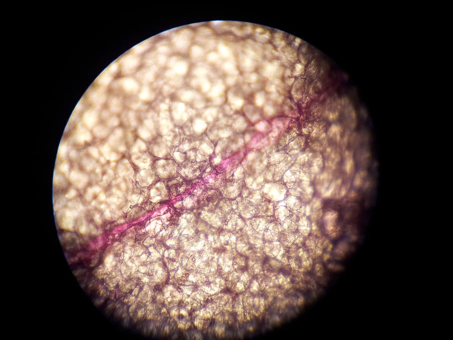 microscope, cell structure, science, orchid, phalaenopsis, flower HD wallpaper